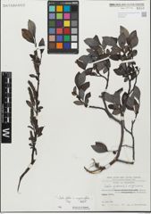 Foto von Salix glabra Scop. x Salix myrsinifolia Salisb.